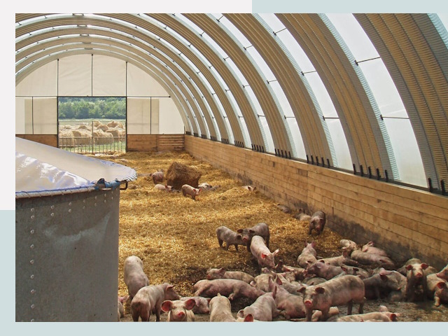 Строительство свинарников в Дагестанских Огнях